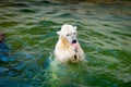 Polar bear eats fresh meat