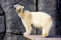 Polar bear on the edge of a rock