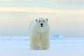 Polar bear, face walking in snow, Canada winter. White animal in the nature habitat, America. Wildlife scene from nature. Dangerou