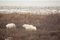 Polar Bear Family Looking for Food Royalty Free Stock Photo