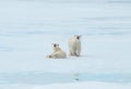 Two Polar bears sitting on ice and snow in the Arctic Royalty Free Stock Photo
