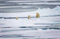 Polar bear family walks away over thin ice floe in the Arctic