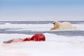 Polar bear fed and tired on the ice. Blood seal carcass in the snow, Svalbard in Norvay