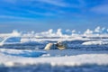 Polar bear fight in the vater, Arctic wildlife in the sea ice. Polar bear swimming in the ocean, Svalbard Norway