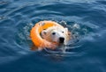 A polar bear floats on a lifebuoy in the Arctic. Glacier melting concept