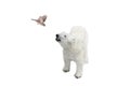 polar bear and flying sparrow isolated on white background Royalty Free Stock Photo