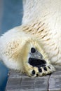 Polar bear foot close up