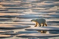 Polar bear on fragmented ice with patches of water and golden hues