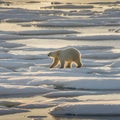 Polar bear on fragmented ice with patches of water and golden hues