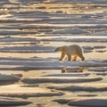 Polar bear on fragmented ice with patches of water and golden hues