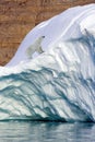 Polar Bear - Franz Joseph Fjord - Greenland Royalty Free Stock Photo