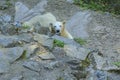 Polar bear. Geographic Range: throughout the ice-covered waters of the circumpolar Arctic, and their range is limited by