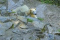 Polar bear. Geographic Range: throughout the ice-covered waters of the circumpolar Arctic, and their range is limited by