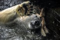 Polar bear gives five, Zoo Prague, Czech Republic Royalty Free Stock Photo