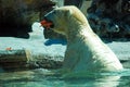 A polar bear grabs a snack of carrots