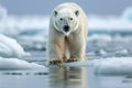 Polar bear habitat Ursus maritimus on Arctic pack ice in Norway