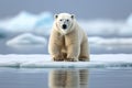 Polar bear habitat Ursus maritimus on Arctic pack ice in Norway