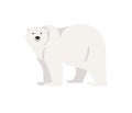 Polar bear hand drawn illustration, flat style Royalty Free Stock Photo