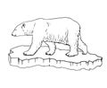 polar bear. Hand drawn illustrations. Vector sketch Royalty Free Stock Photo