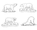 polar bear. Hand drawn illustrations. Vector sketch Royalty Free Stock Photo