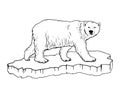 polar bear. Hand drawn illustrations. Vector sketch Royalty Free Stock Photo