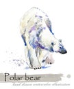 Polar bear hand drawn watercolor illustration