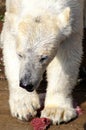 Polar Bear Having Diner Royalty Free Stock Photo