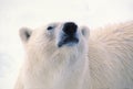 Polar bear head Royalty Free Stock Photo