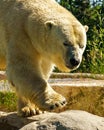 Polar Bear Photo and Image. Bear head close-up front view walking on rock with tree background and enjoying its environment. Head Royalty Free Stock Photo