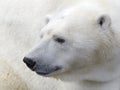 Polar bear head Royalty Free Stock Photo