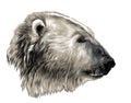 Polar bear head in profile Royalty Free Stock Photo