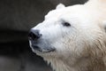 Polar Bear Head Shot Royalty Free Stock Photo