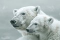 A polar bear and her cub looking out over the icy landscape AIG51A Royalty Free Stock Photo