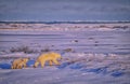 Polar bear and cubs,digital oil painting