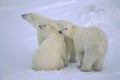 Polar bear with her yearling cubs Royalty Free Stock Photo