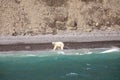 Polar bear hunting beluga and narwhal