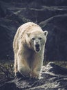 Polar Bear hunting for its prey in Spitzbergen. Royalty Free Stock Photo