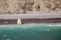 Polar bear hunting narwhal