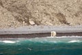 Polar bear hunting white beluga whales