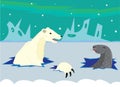 The polar bear hunts on a seal.