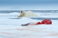 Polar bear on the ice. Dangerous polar bear in snow with seal carcass. Wildlife action scene from Arctic nature. Bloody scene with