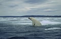 Polar bear on ice floe in Canadian Arctic