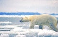 Polar bear on ice floe,digital oil painting Royalty Free Stock Photo