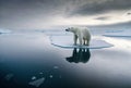 polar bear on the ice floe Royalty Free Stock Photo