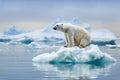 Polar bear on ice floe melting glacier