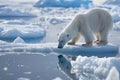 Polar bear on ice floe melting glacier