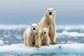 Polar bear on ice floe melting glacier