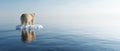 Polar bear on ice floe. Melting iceberg and global warming Royalty Free Stock Photo