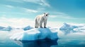 Polar bear on ice floe. Melting iceberg and global warming. Climate change, melting of glaciers and Arctic ice, the consequences Royalty Free Stock Photo