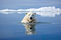 Polar bear on ice floe. Melting iceberg and global warming. Climate change. Royalty Free Stock Photo